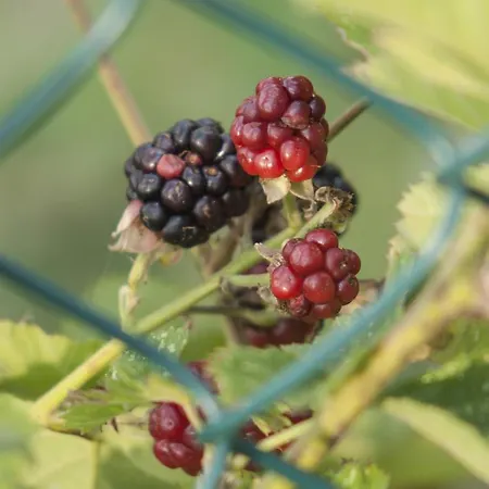 La Quercia E Il Gelso ベッド・アンド・ブレックファスト 3*