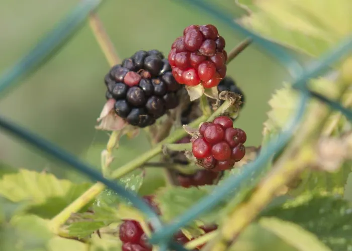 La Quercia E Il Gelso Nocleg ze śniadaniem 3*
