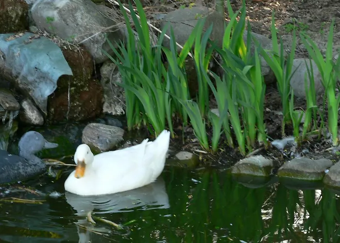 La Quercia E Il Gelso Baricella
