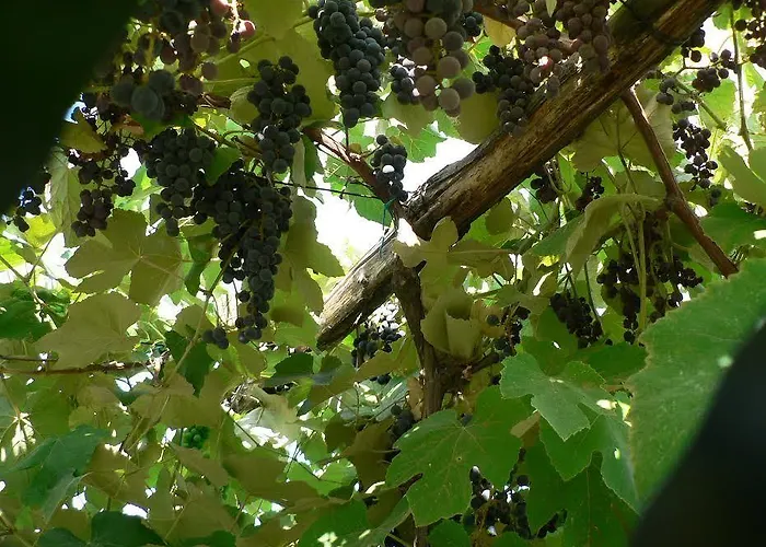 La Quercia E Il Gelso