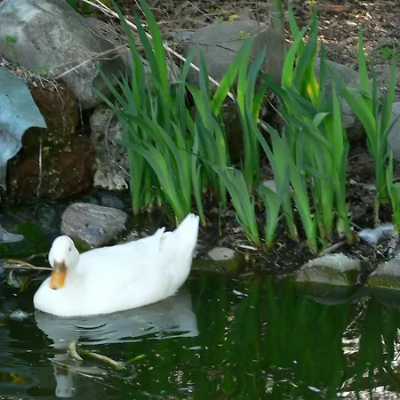 La Quercia E Il Gelso Baricella