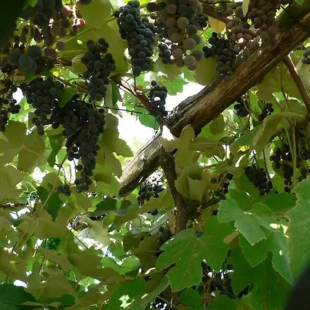 La Quercia E Il Gelso