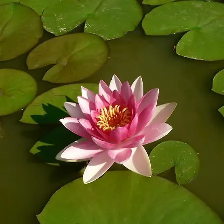 La Quercia E Il Gelso Baricella