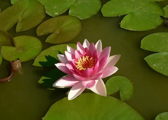 La Quercia E Il Gelso Baricella